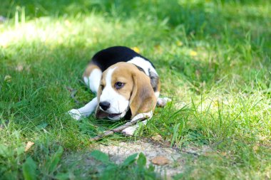 Bir dal yeşil çimenlerin üzerinde çiğneme beagle köpek yavrusu