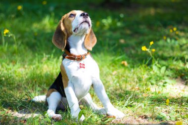 Beagle. Köpek yavrusu parkta yürüyor.