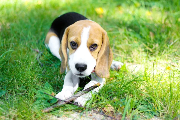 Beagle valp tuggar en gren på ett grönt gräs — Stockfoto