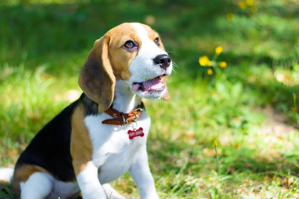 Beagle. Pequeno cachorro caminha no parque . — Fotografia de Stock