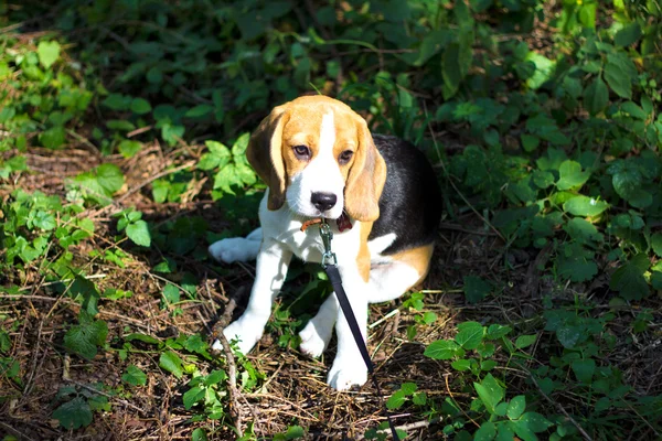 Beagle. Mały szczeniak spacery w parku. — Zdjęcie stockowe