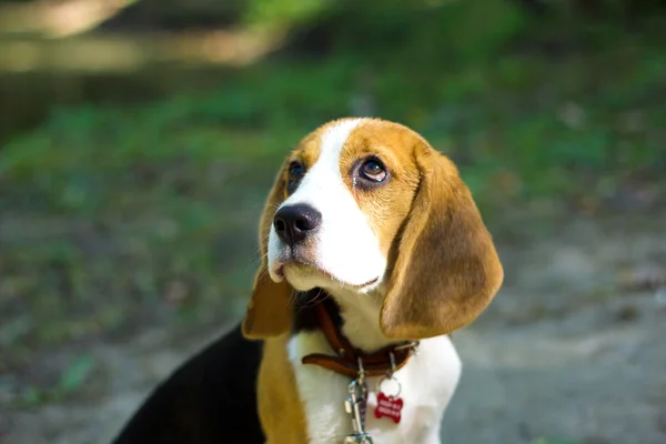 Beagle. Liten valp promenader i parken. — Stockfoto
