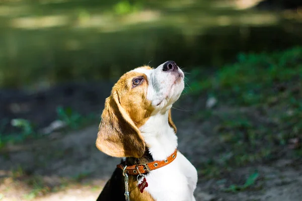 Beagle. Kleine pup wandelingen in het park. — Stockfoto