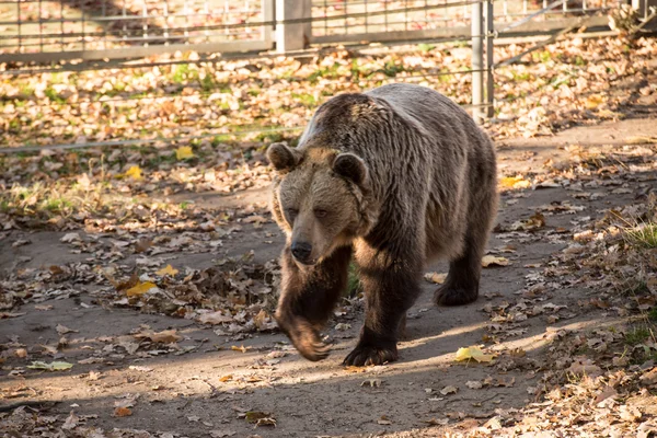 Big brown grizzly bear at the zoo — Stock Photo, Image