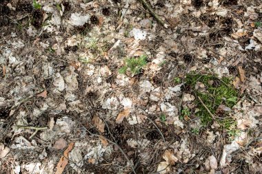 Orman zemininde çam kozalakları ve dallar