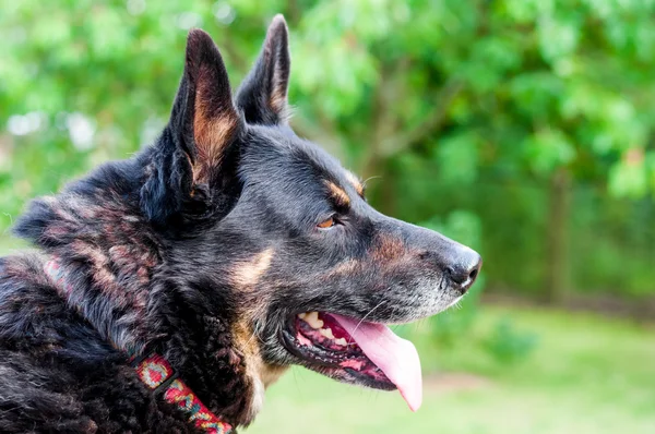 German Shepherd portrait — Stock Photo, Image