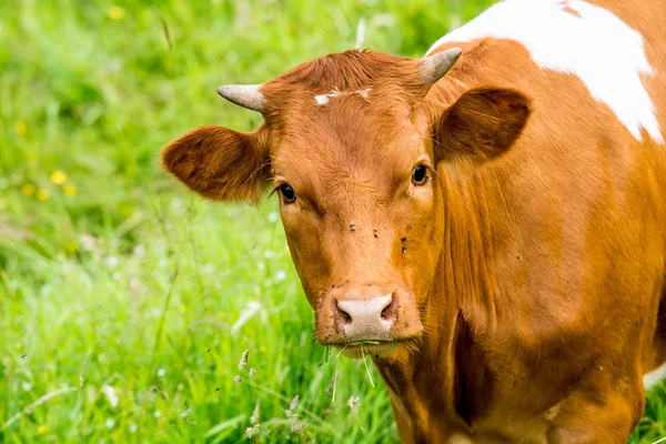 Red cow in a green pasture on cattle farm — Stock Photo, Image