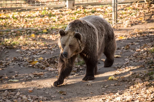 Big brown grizzly bear at the zoo — Stock Photo, Image