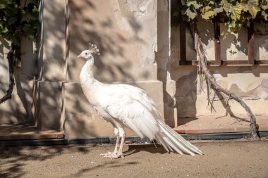 Parktaki beyaz tavus kuşu