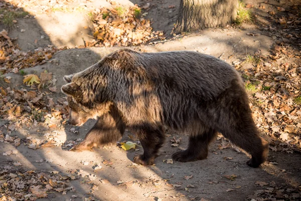 Big brown grizzly bear at the zoo — Stock Photo, Image