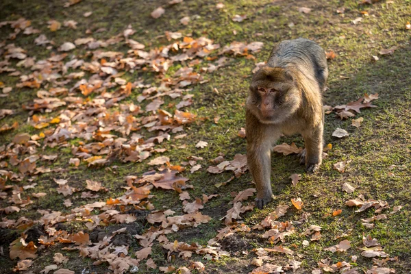 Monkey Macaca Sylvanus wandelen in de dierentuin — Stockfoto