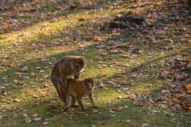 İki maymun Macaca Sylvanus hayvanat bahçesinde çiftleşiyorlar.