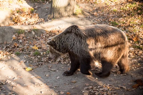 Big brown grizzly bear at the zoo — Stock Photo, Image