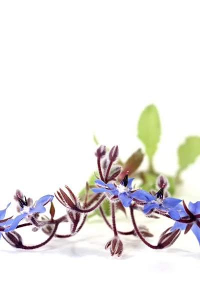 Fresh natural blue Borage — Stock Photo, Image