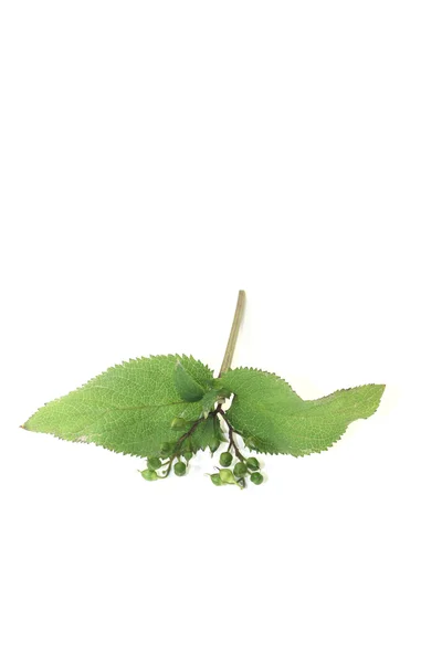Fresh green Bei Xuan Shen — Stock Photo, Image