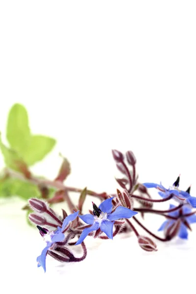 Fresh delicious blue Borage — Stock Photo, Image