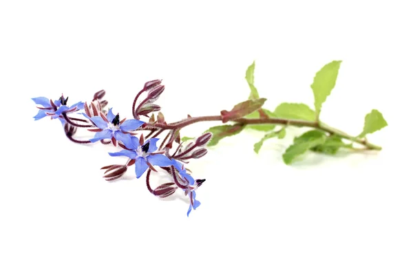 Fresh natural Borage — Stock Photo, Image