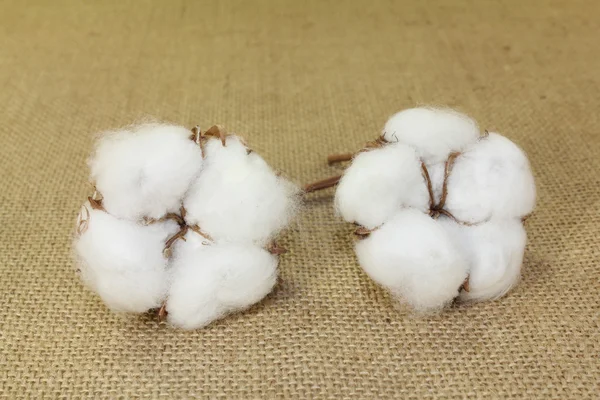 White cotton on a jute — Stock Photo, Image