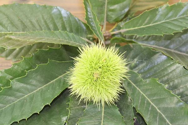 Fresh green sweet chestnut — Stock Photo, Image