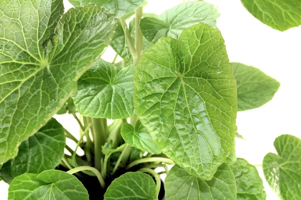 Wasabi leaves — Stock Photo, Image