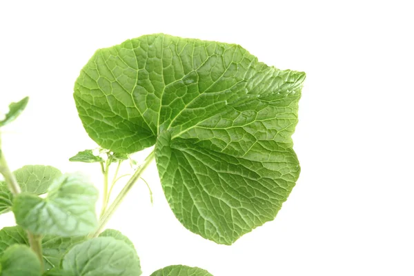 Wasabi leaf — Stock Photo, Image