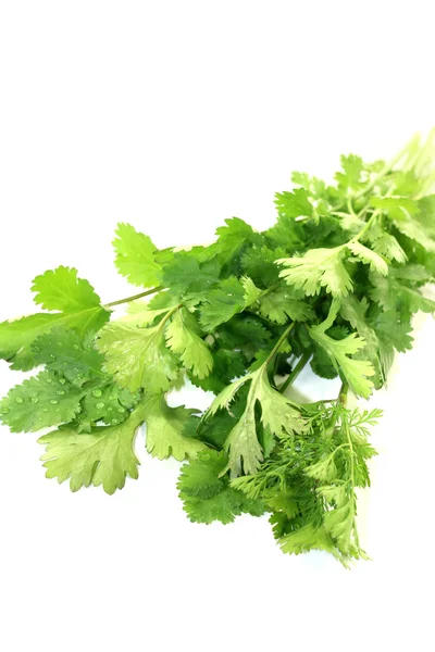 Fresh green coriander — Stock Photo, Image