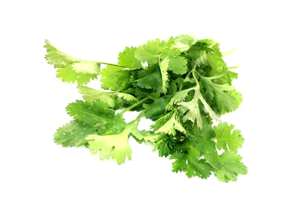 Bunch of coriander — Stock Photo, Image