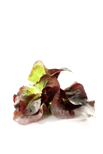Fresh delicious red lettuce — Stockfoto