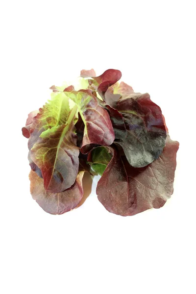 Köstlicher knuspriger roter Salat Stockbild