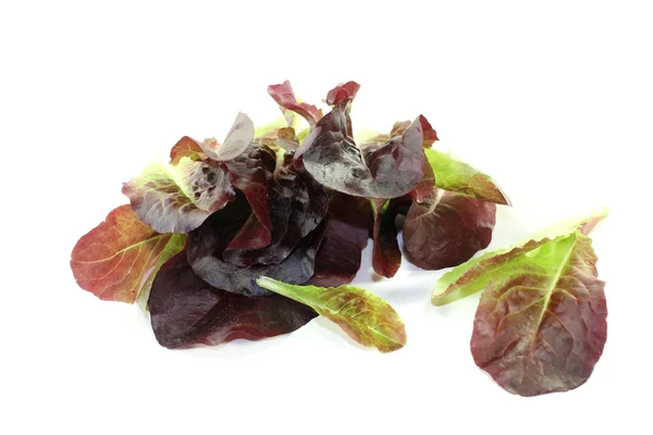 Fresh crunchy red lettuce 图库图片
