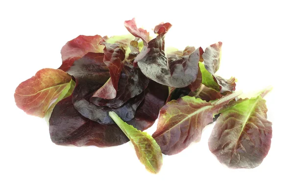 Fresh red lettuce Stock Image