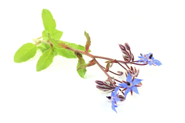 Borage — Stock Photo, Image