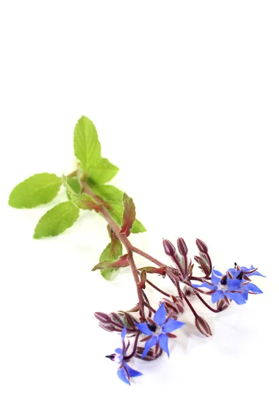 Borage — Stock Photo, Image