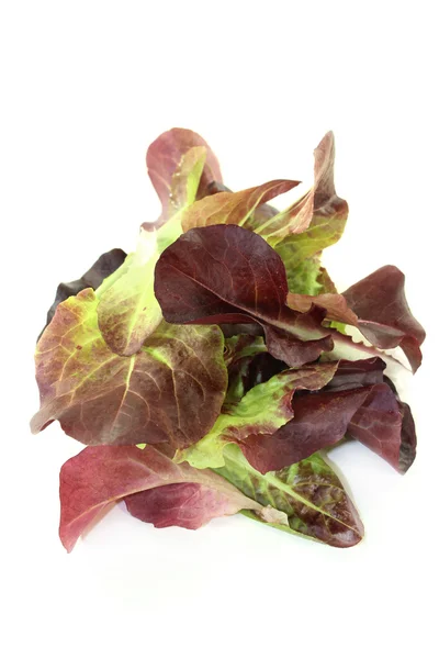 Lechuga roja — Foto de Stock