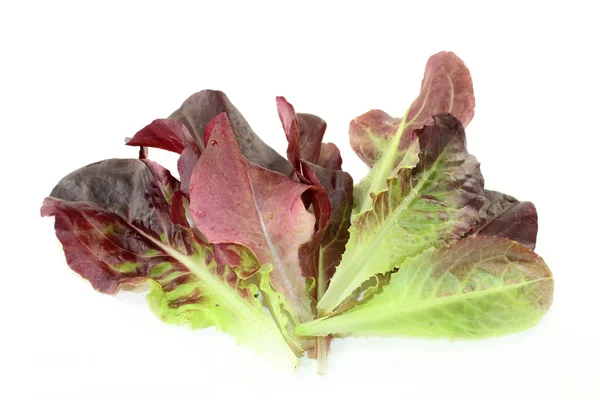 Стрелялки красный салат, изолированные на белом фоне — стокове фото