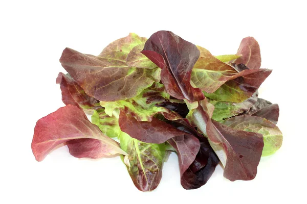 Lechuga roja — Foto de Stock