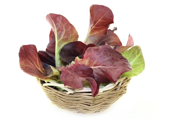 Roter Salat — Stockfoto