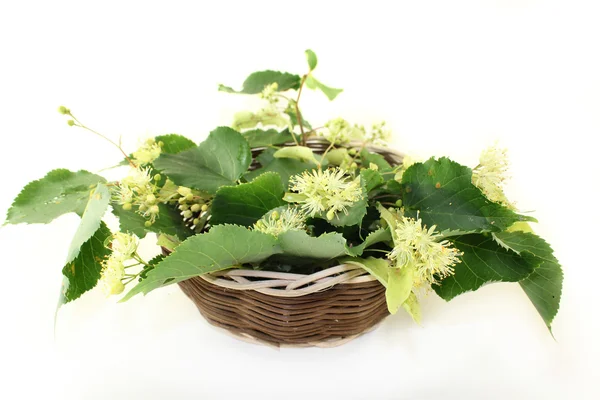 Linden flowers — Stock Photo, Image