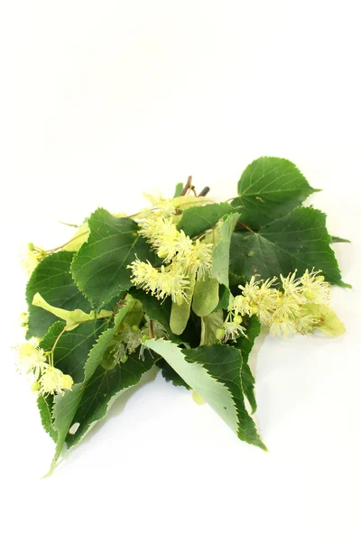 Linden flowers — Stock Photo, Image