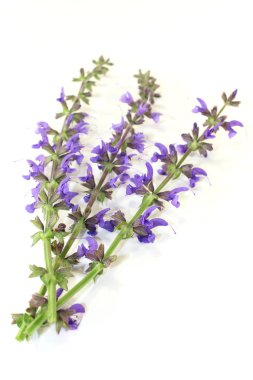 çayır adaçayı