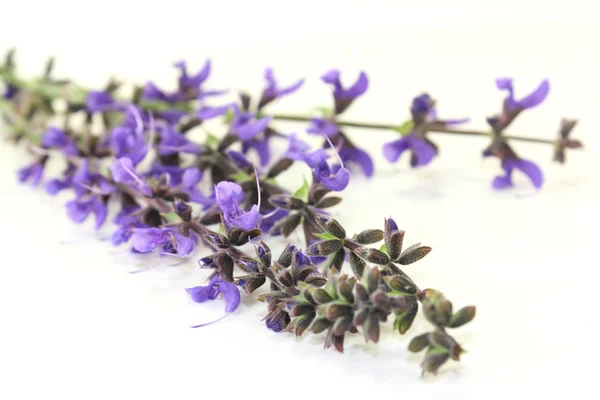 Meadow sage — Stock Photo, Image