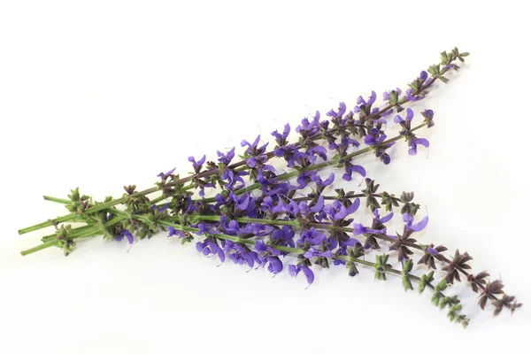 Meadow sage — Stock Photo, Image