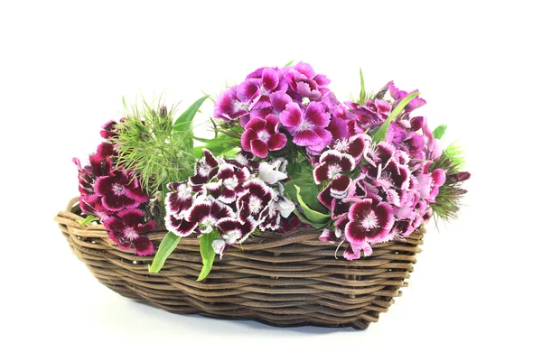 Sweet William — Stockfoto