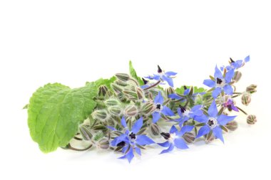 Borage clipart