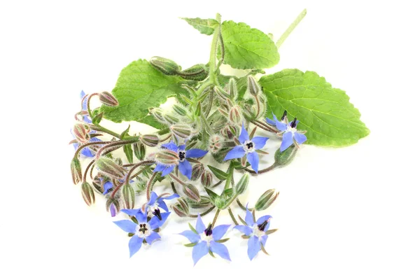 Borage — Stock Photo, Image