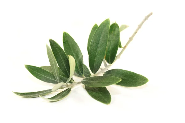 Olive branches — Stock Photo, Image