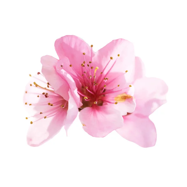 Almond pink flowers isolated on white — Stock Photo, Image