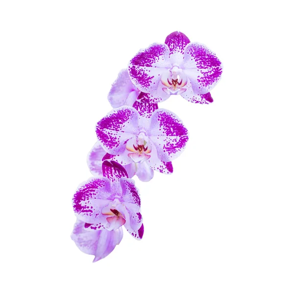 Purple flowers orchids on white — Stock Photo, Image