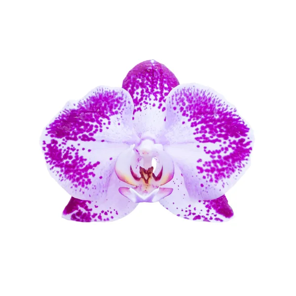 Purple flower orchid on white — Stock Photo, Image