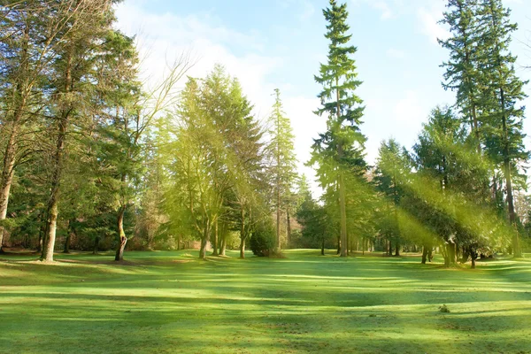 Zielony park w świetle słonecznym — Zdjęcie stockowe